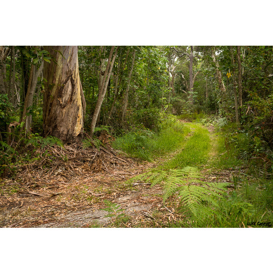 Australian Bush Carpet Powder