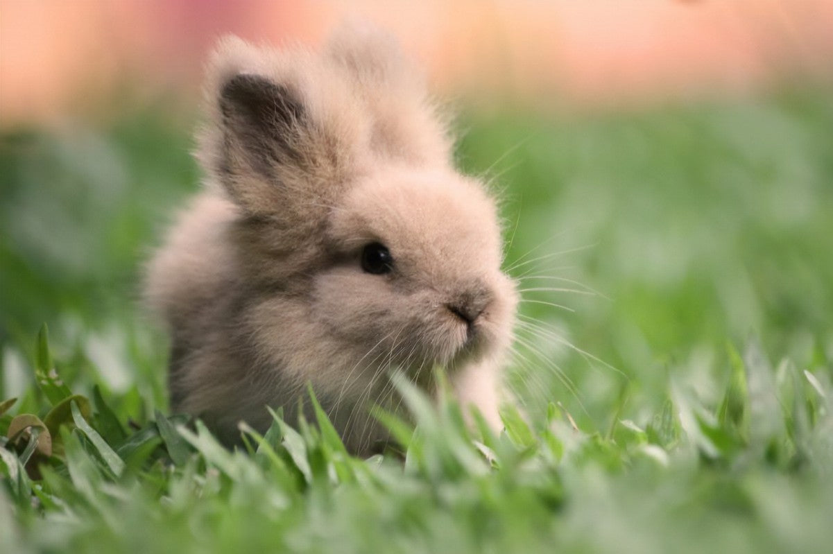 Bunny Fluffy Carpet Powder
