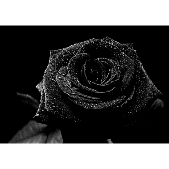 Black Rose + Oud Wax Melt