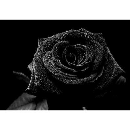 Black Rose + Oud Laundry Liquid