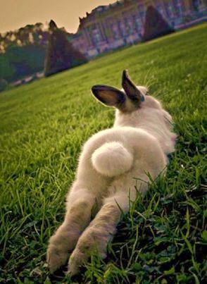 Bunny Bum Laundry Liquid