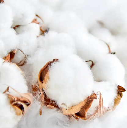 Clean Cotton Hand Soap