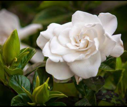 Gardenia Laundry Liquid
