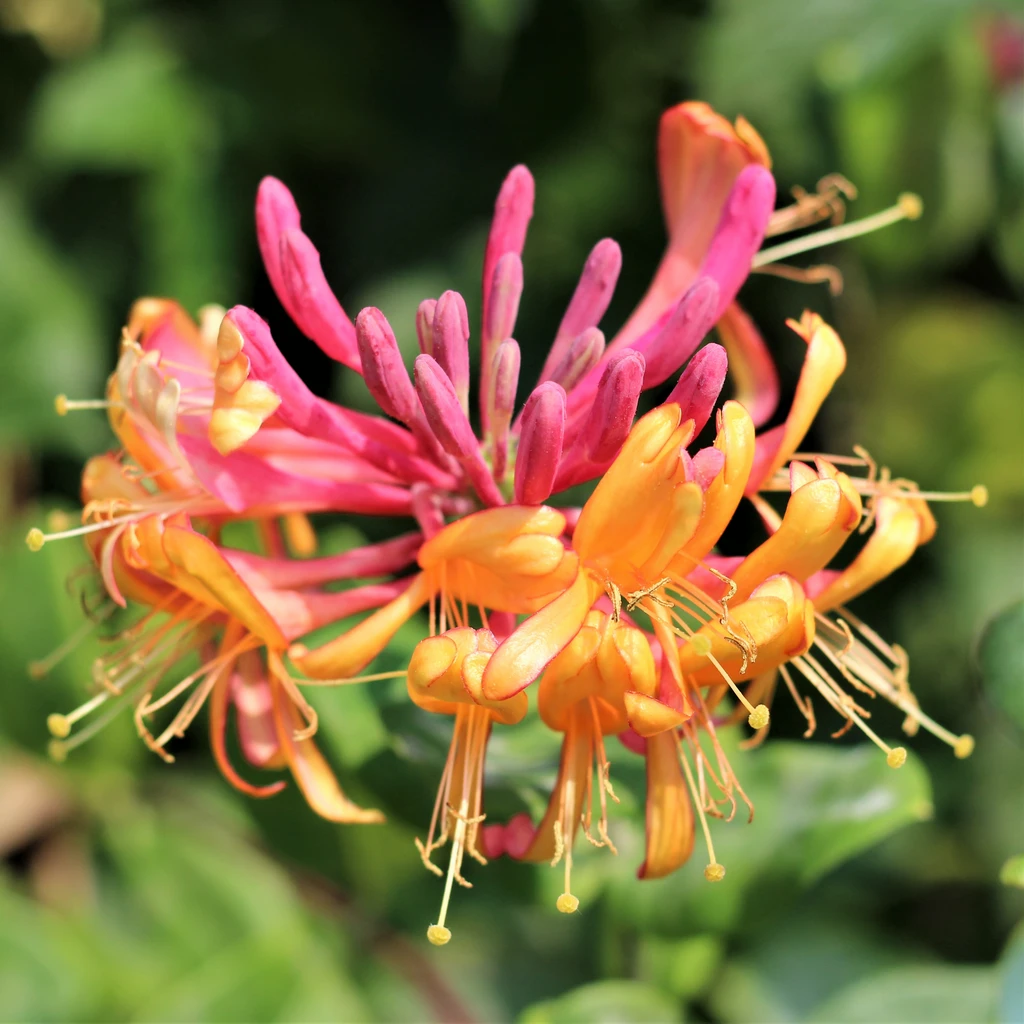 Japanese Honeysuckle Wax Melt
