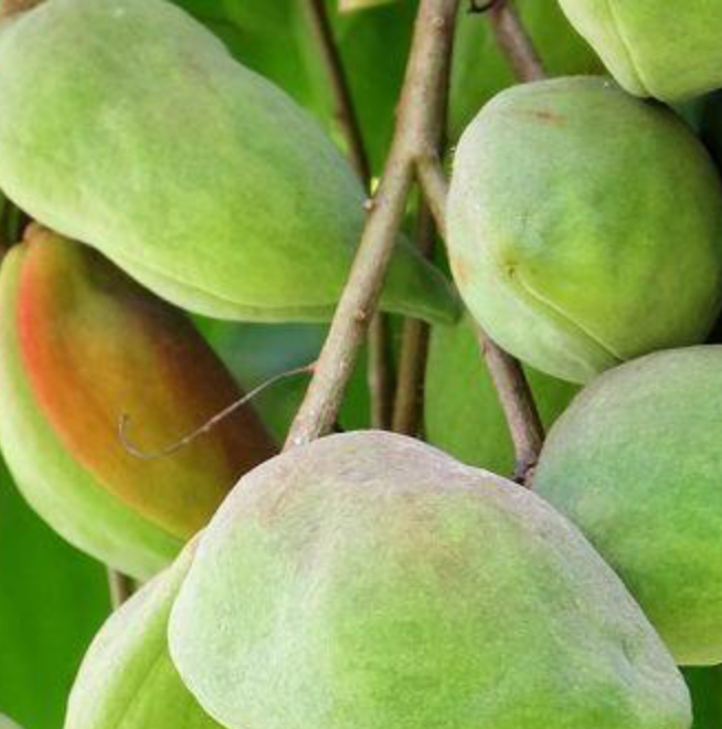 Kakadu Plum + Bush Cucumber Room Spray