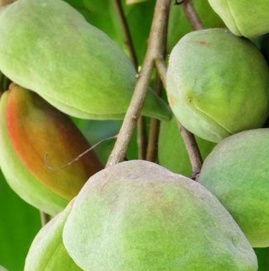 Kakadu Plum + Bush Cucumber Body Spray