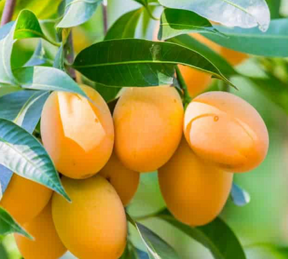 Mango Skin Type Laundry Liquid